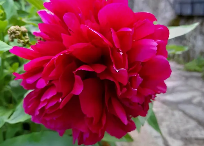 Guest house La Maison Du De Conde Charroux-d'Allier